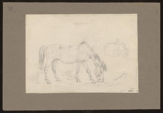 Koń skubiący trawę