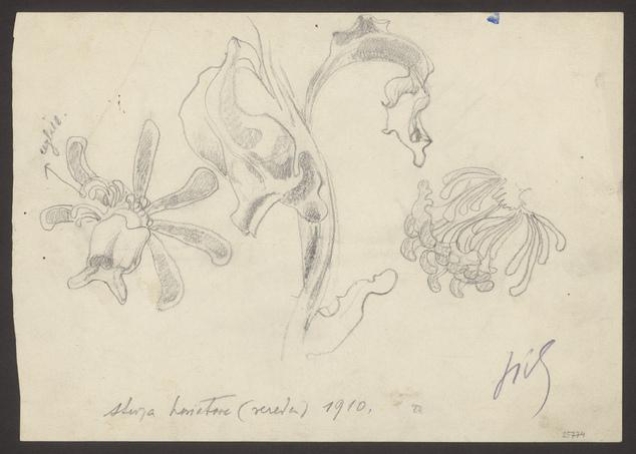 Studia kwiatowe (rezeda)