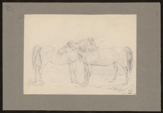 Konie iszczące się